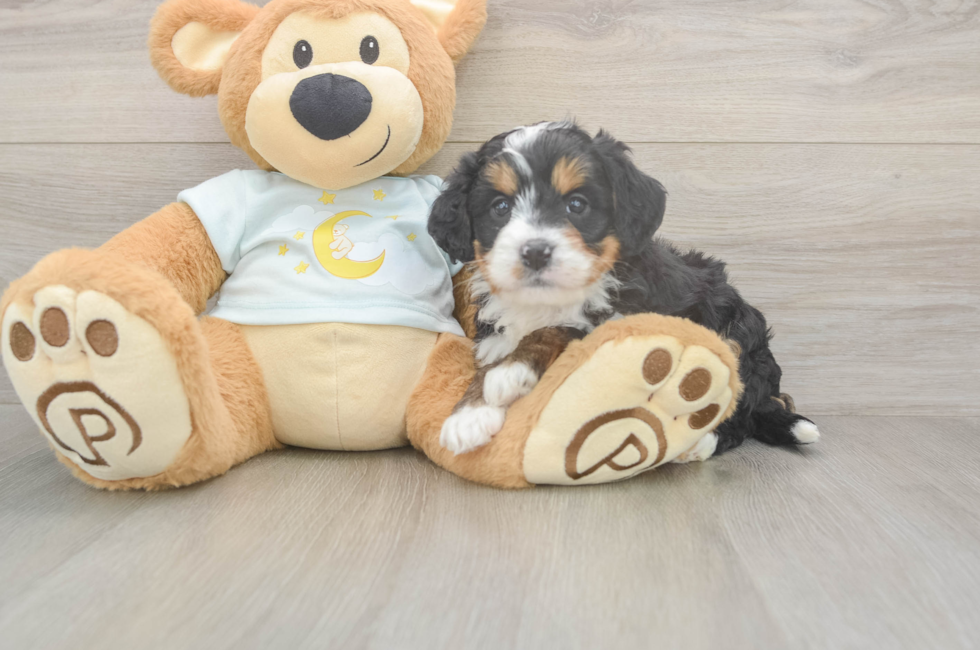 5 week old Mini Bernedoodle Puppy For Sale - Florida Fur Babies