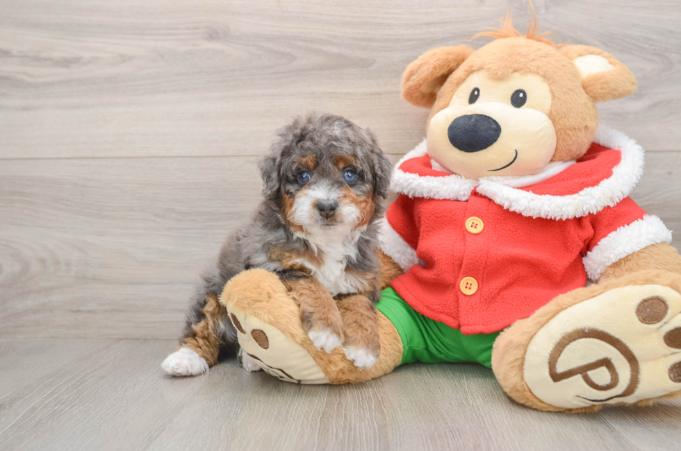 5 week old Mini Bernedoodle Puppy For Sale - Florida Fur Babies