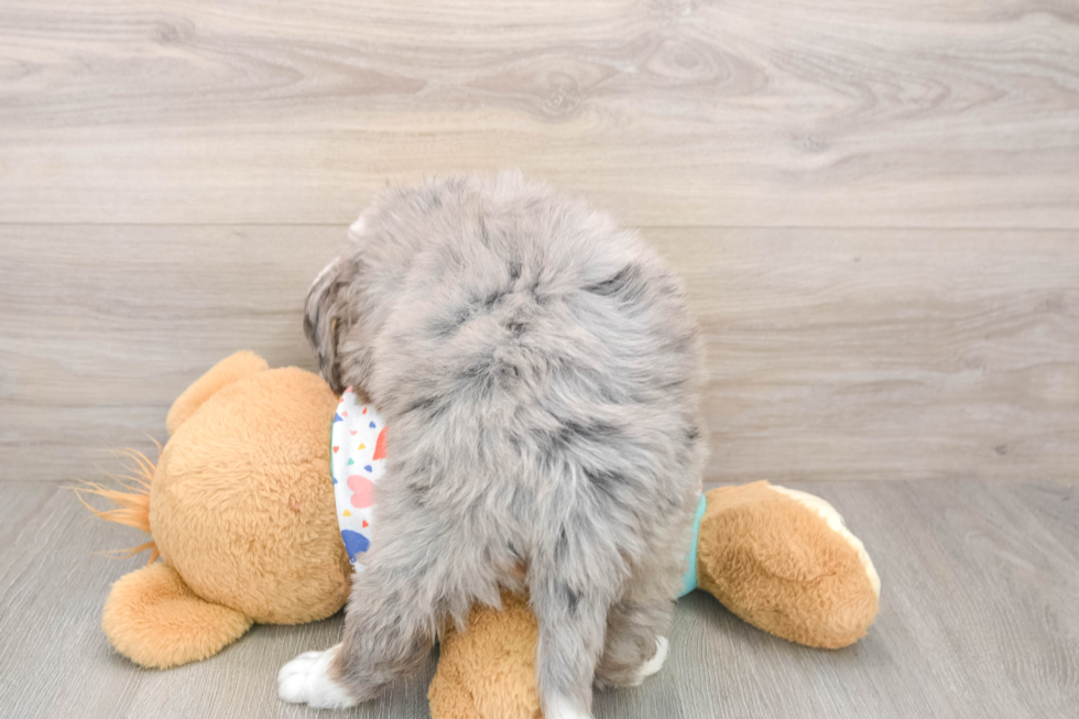Cute Mini Bernedoodle Baby