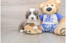 Hypoallergenic Mini Bernadoodle Poodle Mix Puppy