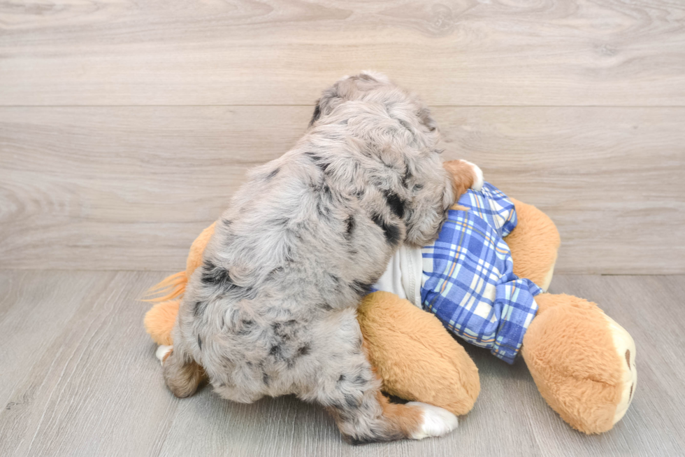 Hypoallergenic Mini Bernepoo Poodle Mix Puppy