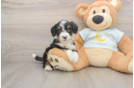 Popular Mini Bernedoodle Poodle Mix Pup
