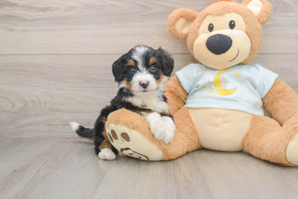 Popular Mini Bernedoodle Poodle Mix Pup