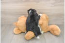 Little Mini Bernesedoodle Poodle Mix Puppy