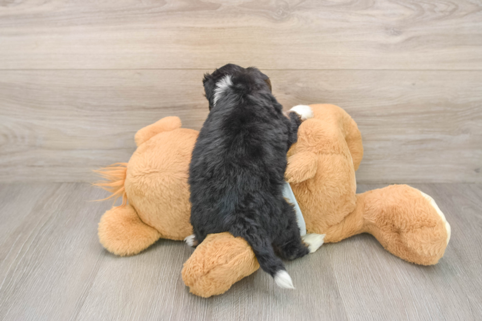 Little Mini Bernesedoodle Poodle Mix Puppy