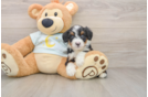 Small Mini Bernedoodle Baby