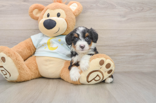 Small Mini Bernedoodle Baby