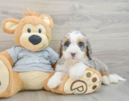 7 week old Mini Bernedoodle Puppy For Sale - Florida Fur Babies