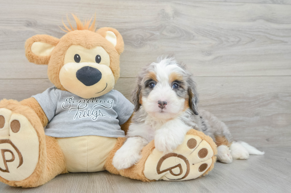 6 week old Mini Bernedoodle Puppy For Sale - Florida Fur Babies