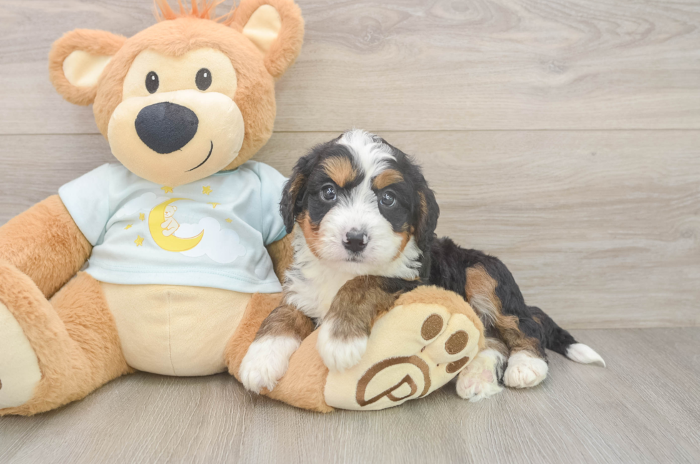 5 week old Mini Bernedoodle Puppy For Sale - Florida Fur Babies