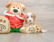 6 week old Mini Bernedoodle Puppy For Sale - Florida Fur Babies