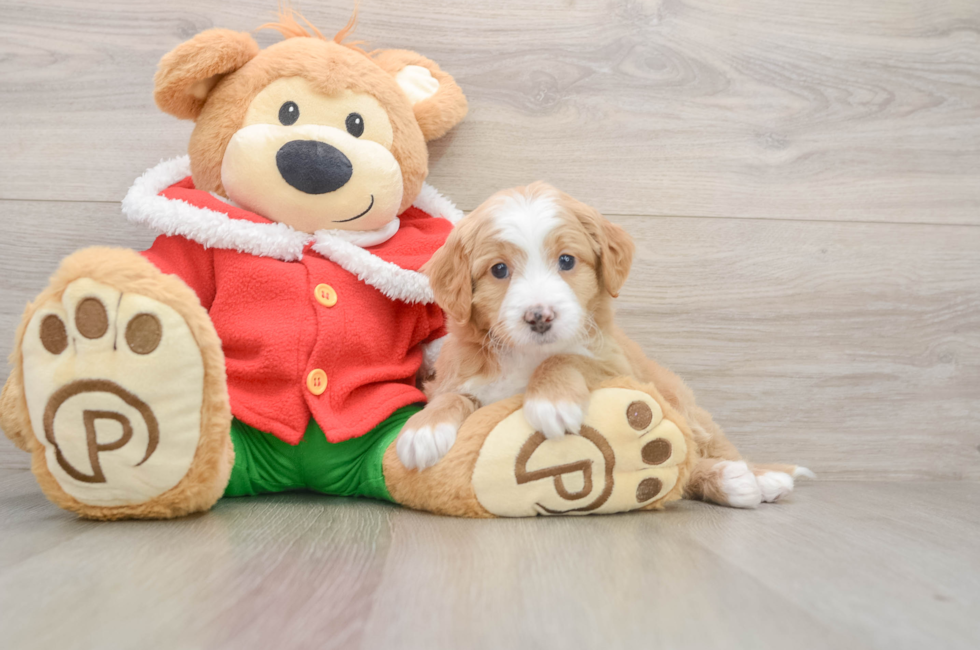 5 week old Mini Bernedoodle Puppy For Sale - Florida Fur Babies