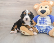 7 week old Mini Bernedoodle Puppy For Sale - Florida Fur Babies