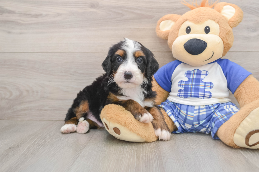 Best Mini Bernedoodle Baby