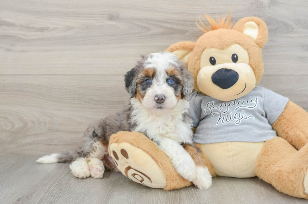 6 week old Mini Bernedoodle Puppy For Sale - Florida Fur Babies