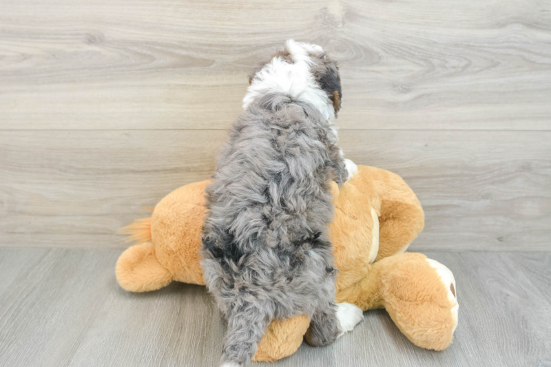 Meet Biggie - our Mini Bernedoodle Puppy Photo 2/3 - Florida Fur Babies