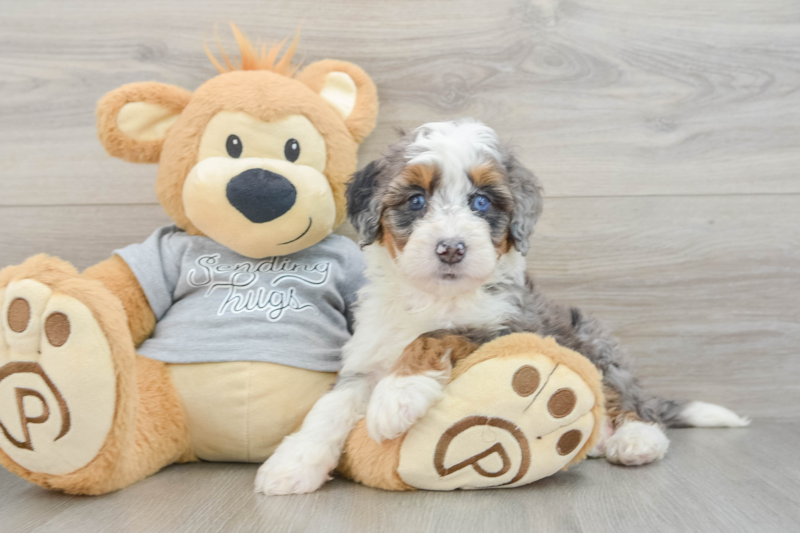 Meet Biggie - our Mini Bernedoodle Puppy Photo 3/3 - Florida Fur Babies