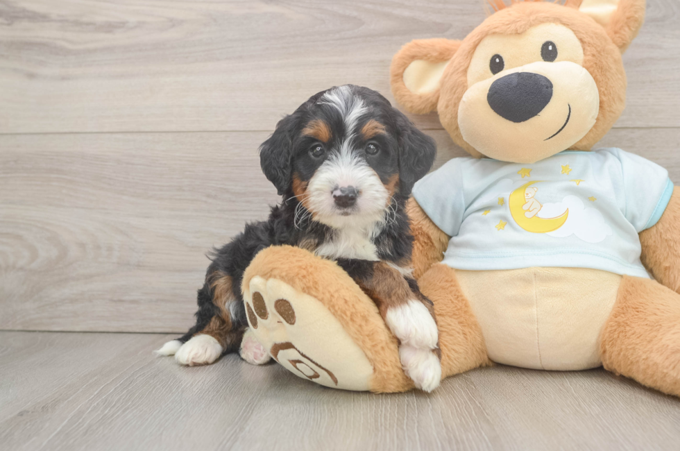5 week old Mini Bernedoodle Puppy For Sale - Florida Fur Babies