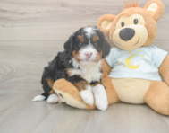 6 week old Mini Bernedoodle Puppy For Sale - Florida Fur Babies