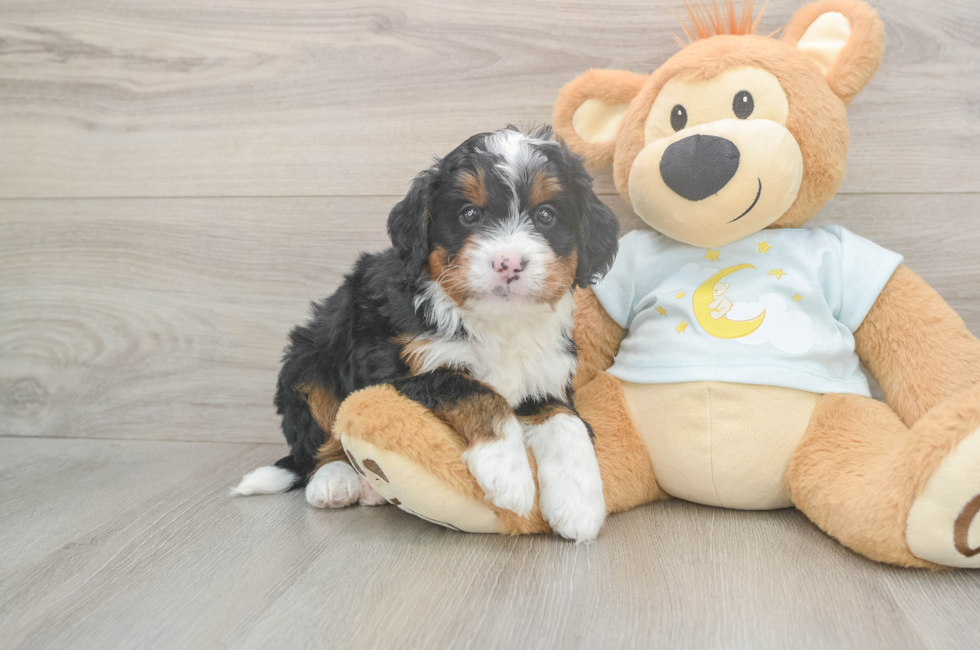 5 week old Mini Bernedoodle Puppy For Sale - Florida Fur Babies