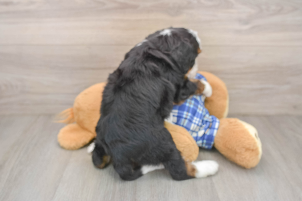 Fluffy Mini Bernedoodle Poodle Mix Pup