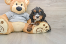Energetic Bernese Doodle Poodle Mix Puppy