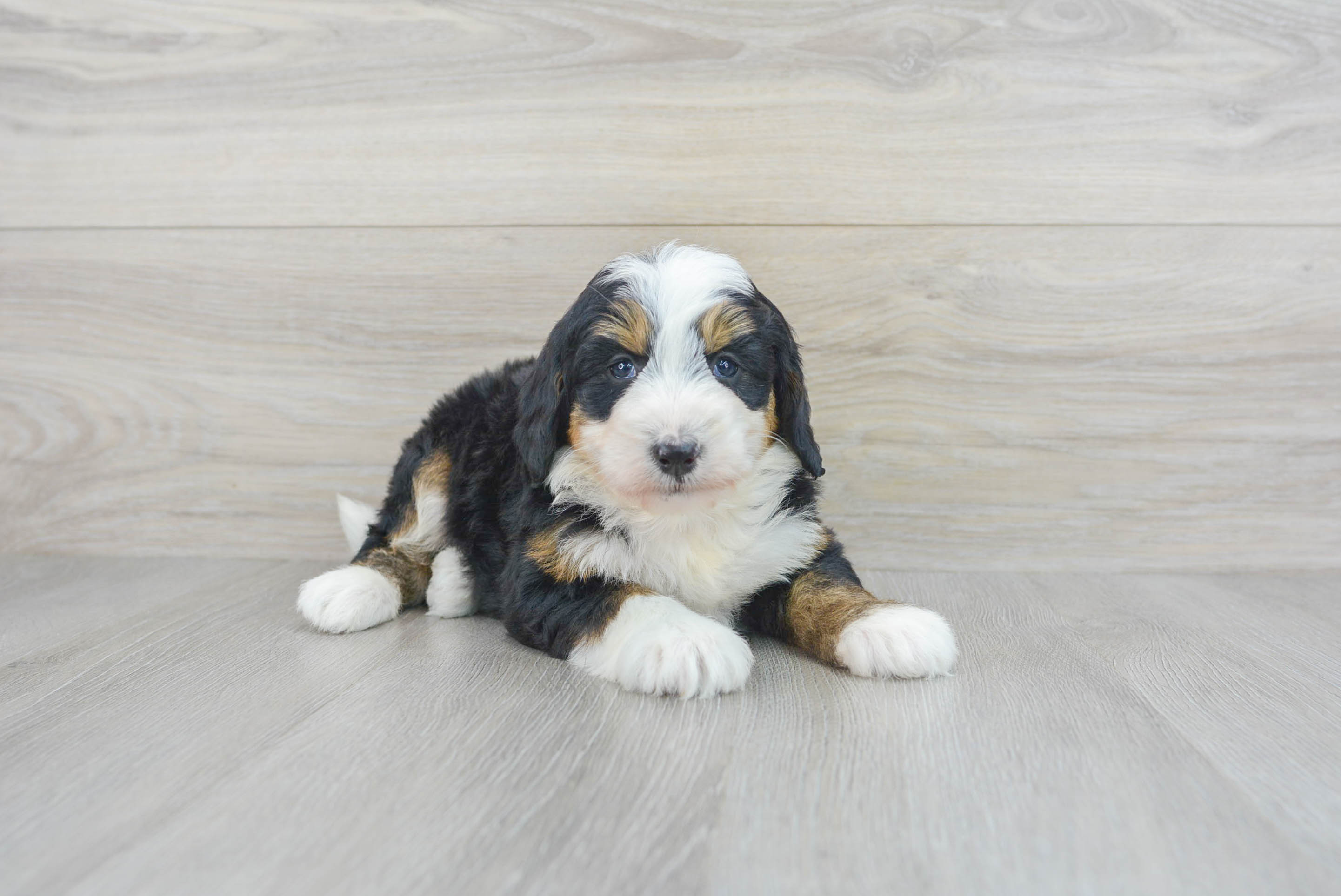 Bernese mini cheap poodle