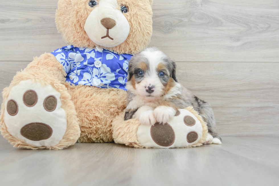 Cute Mini Bernedoodle Baby