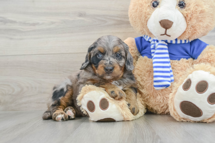 Small Mini Bernedoodle Baby