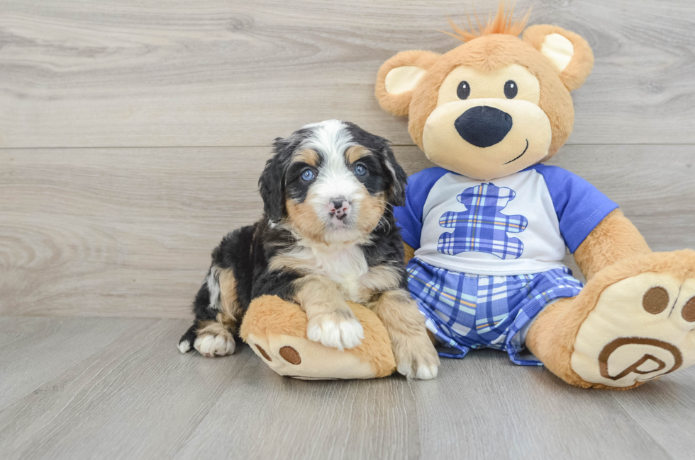 5 week old Mini Bernedoodle Puppy For Sale - Florida Fur Babies