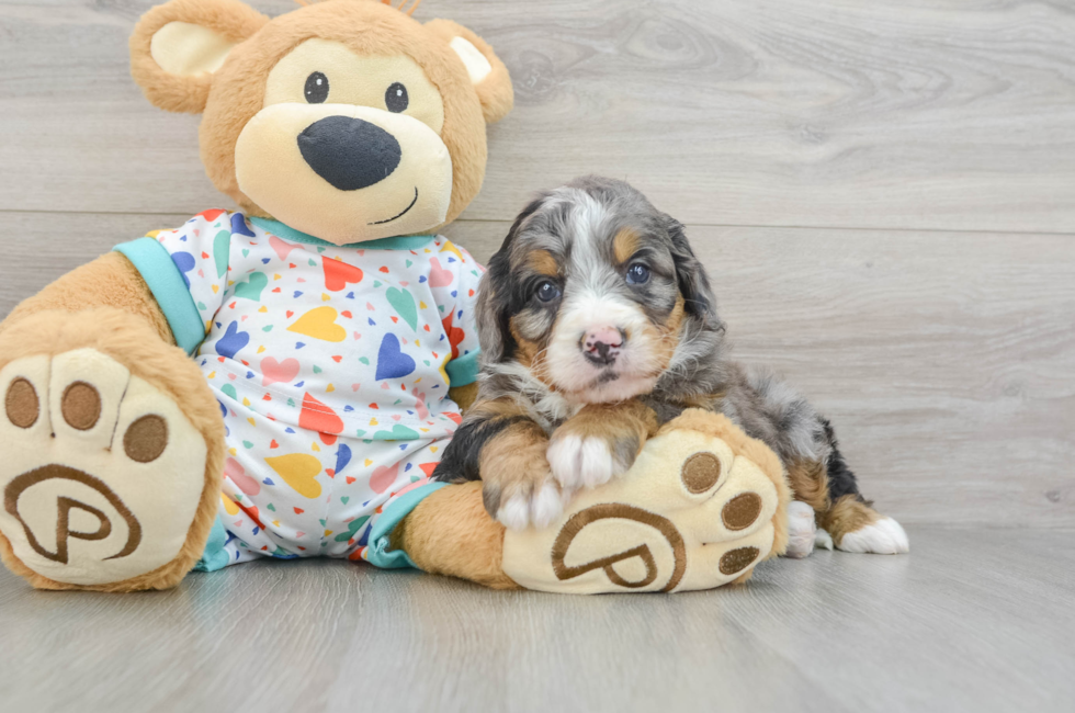 6 week old Mini Bernedoodle Puppy For Sale - Florida Fur Babies