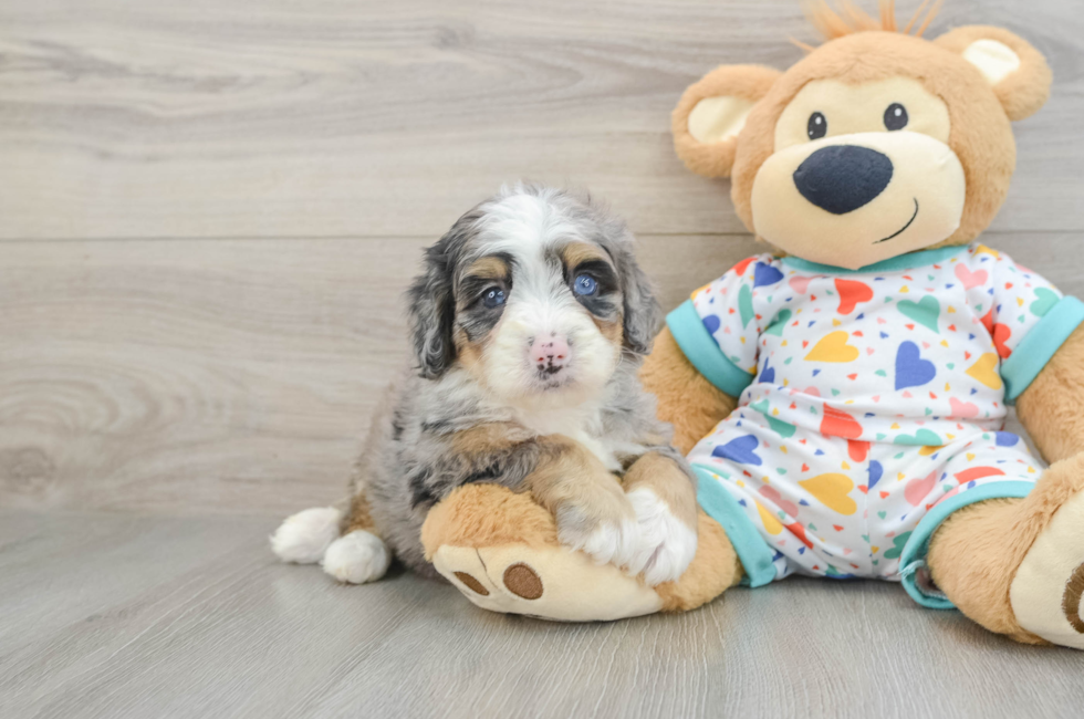 5 week old Mini Bernedoodle Puppy For Sale - Florida Fur Babies