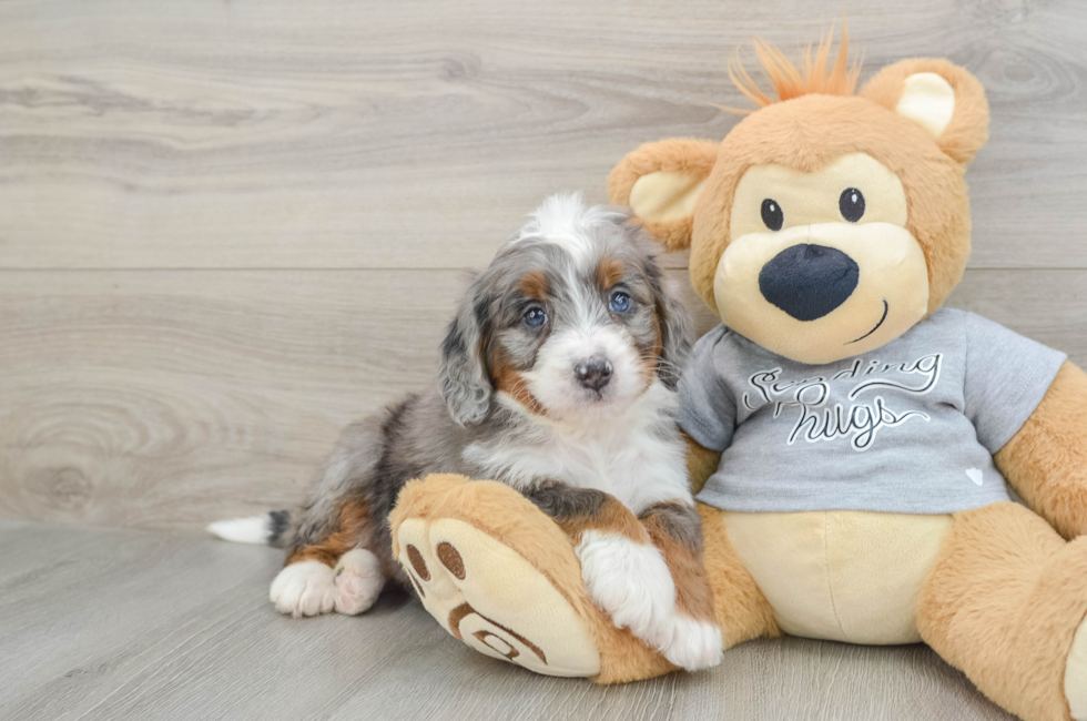 6 week old Mini Bernedoodle Puppy For Sale - Florida Fur Babies