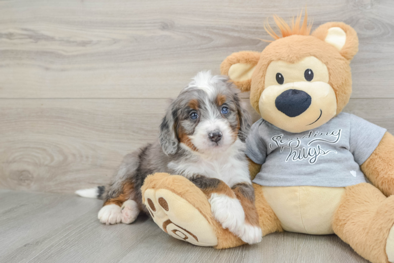 Meet Bombay - our Mini Bernedoodle Puppy Photo 1/3 - Florida Fur Babies