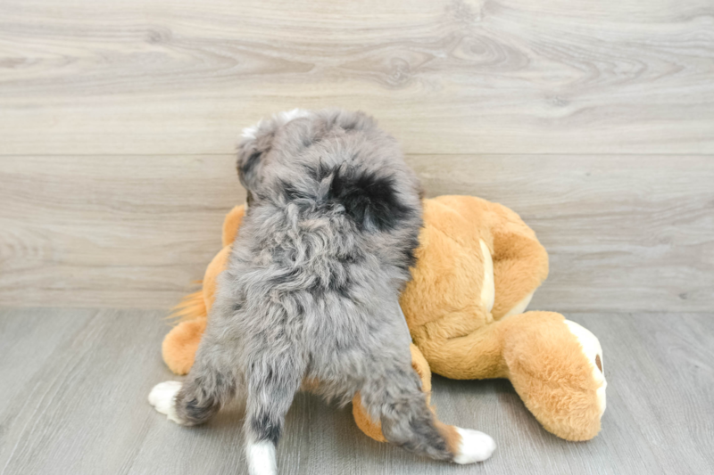 Meet Bombay - our Mini Bernedoodle Puppy Photo 2/3 - Florida Fur Babies