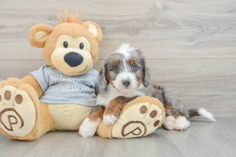 Meet Bombay - our Mini Bernedoodle Puppy Photo 3/3 - Florida Fur Babies