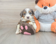 5 week old Mini Bernedoodle Puppy For Sale - Florida Fur Babies