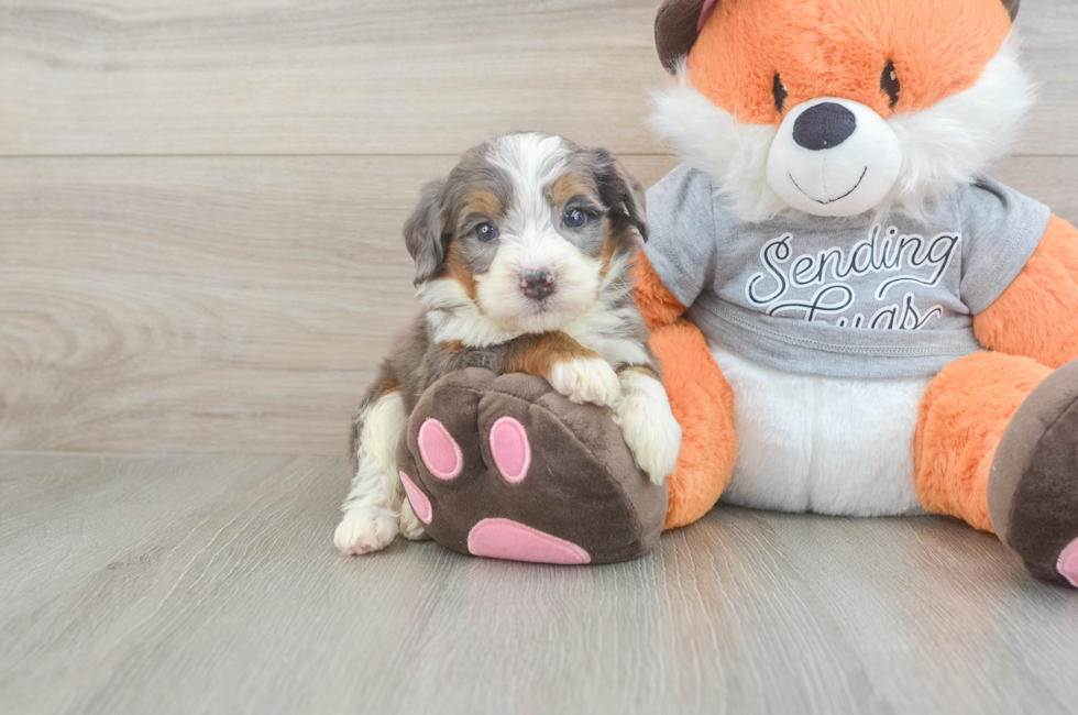 4 week old Mini Bernedoodle Puppy For Sale - Florida Fur Babies
