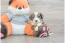 Sweet Mini Bernedoodle Baby