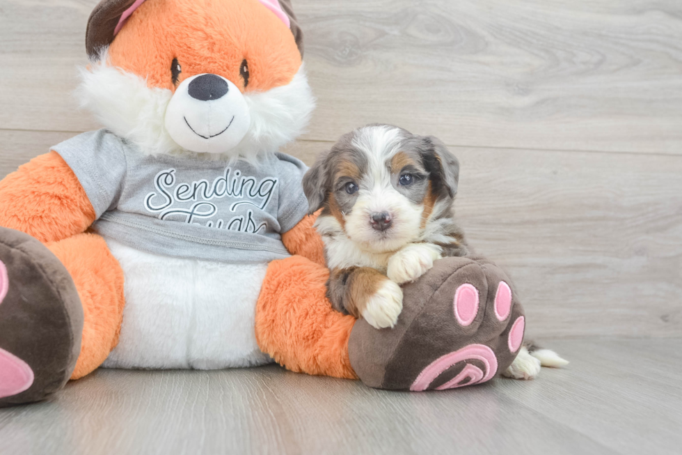 Sweet Mini Bernedoodle Baby