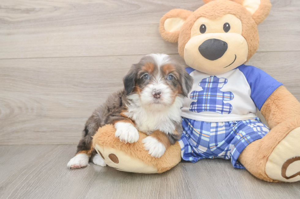 5 week old Mini Bernedoodle Puppy For Sale - Florida Fur Babies