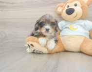 6 week old Mini Bernedoodle Puppy For Sale - Florida Fur Babies