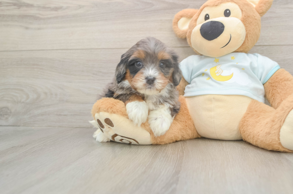 5 week old Mini Bernedoodle Puppy For Sale - Florida Fur Babies