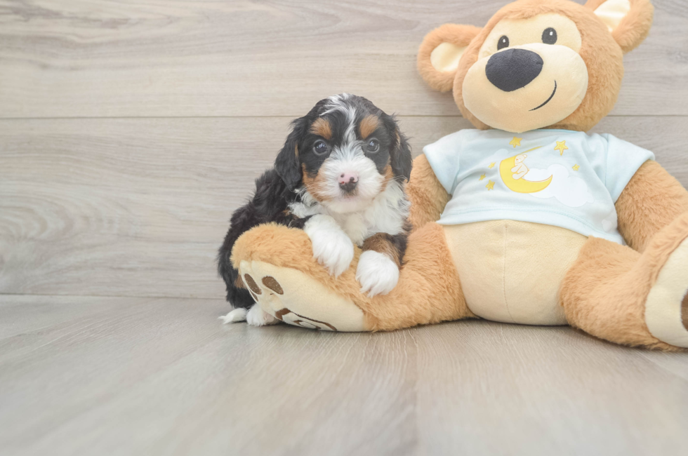 5 week old Mini Bernedoodle Puppy For Sale - Florida Fur Babies