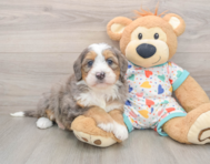 6 week old Mini Bernedoodle Puppy For Sale - Florida Fur Babies