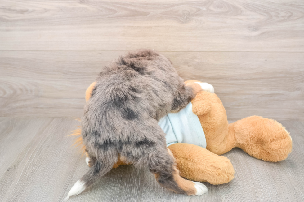 Best Mini Bernedoodle Baby