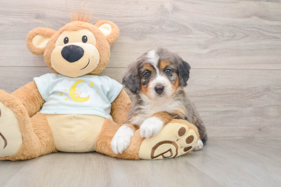 Popular Mini Bernedoodle Poodle Mix Pup