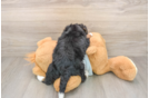 Mini Bernedoodle Puppy for Adoption
