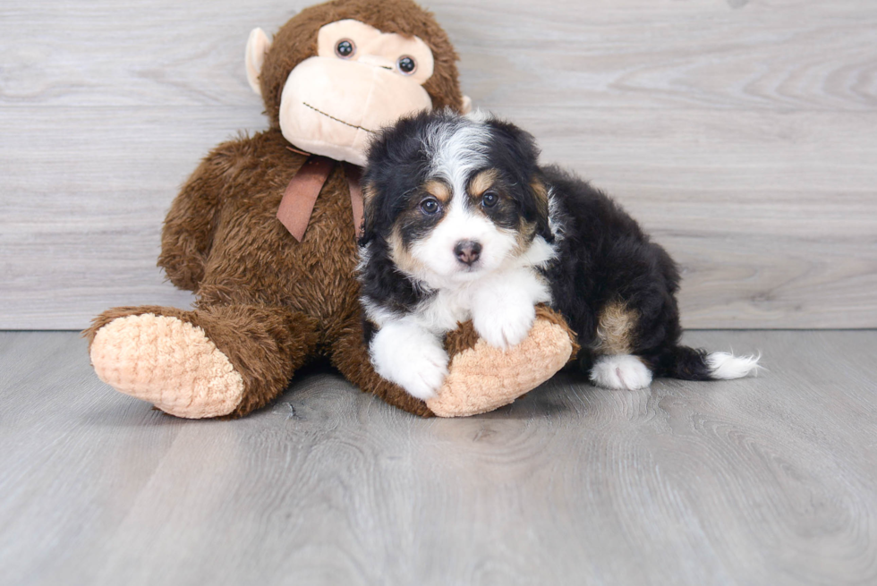 Energetic Bernadoodle Poodle Mix Puppy