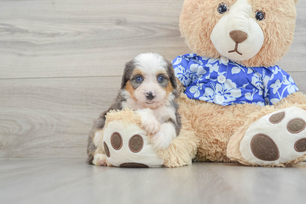 Best Mini Bernedoodle Baby